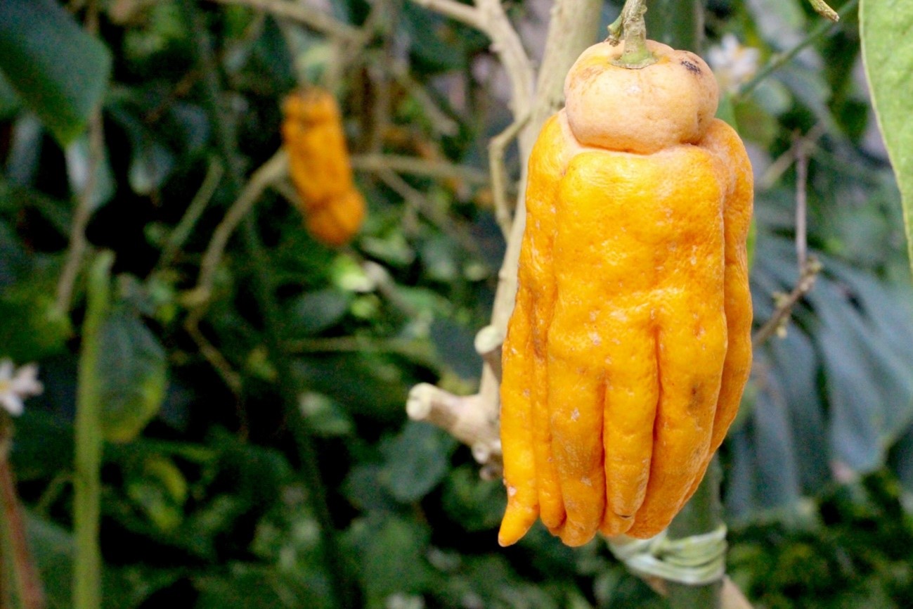 ☀幸運を招く縁起物飾り 仏手柑、斑入り仏手柑のご案内 です。 ☀幸運を招く縁起物飾り 仏手柑、斑入り仏手柑のご案内 です。 ☀幸運